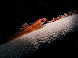 GOBY WITH PARASITES by Ton Ghela 
